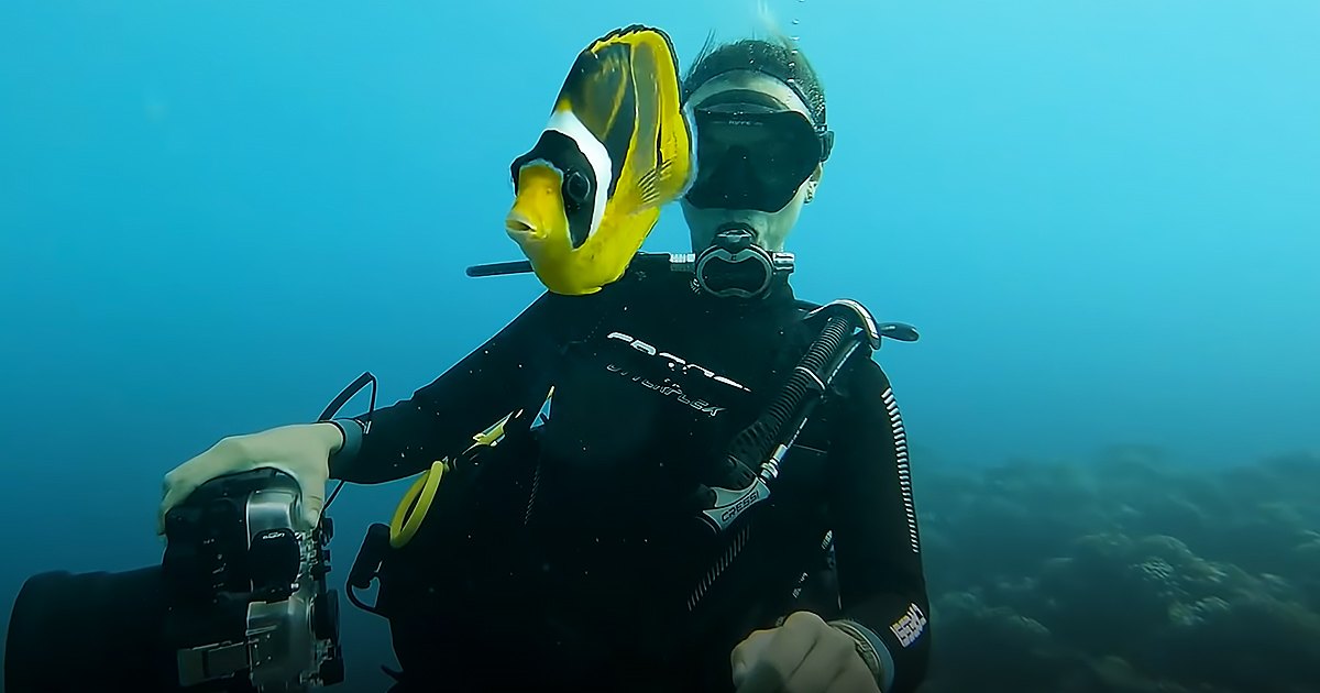 An adult male scuba diver interacts with a yellow and black butterflyfish underwater in a marine environment.