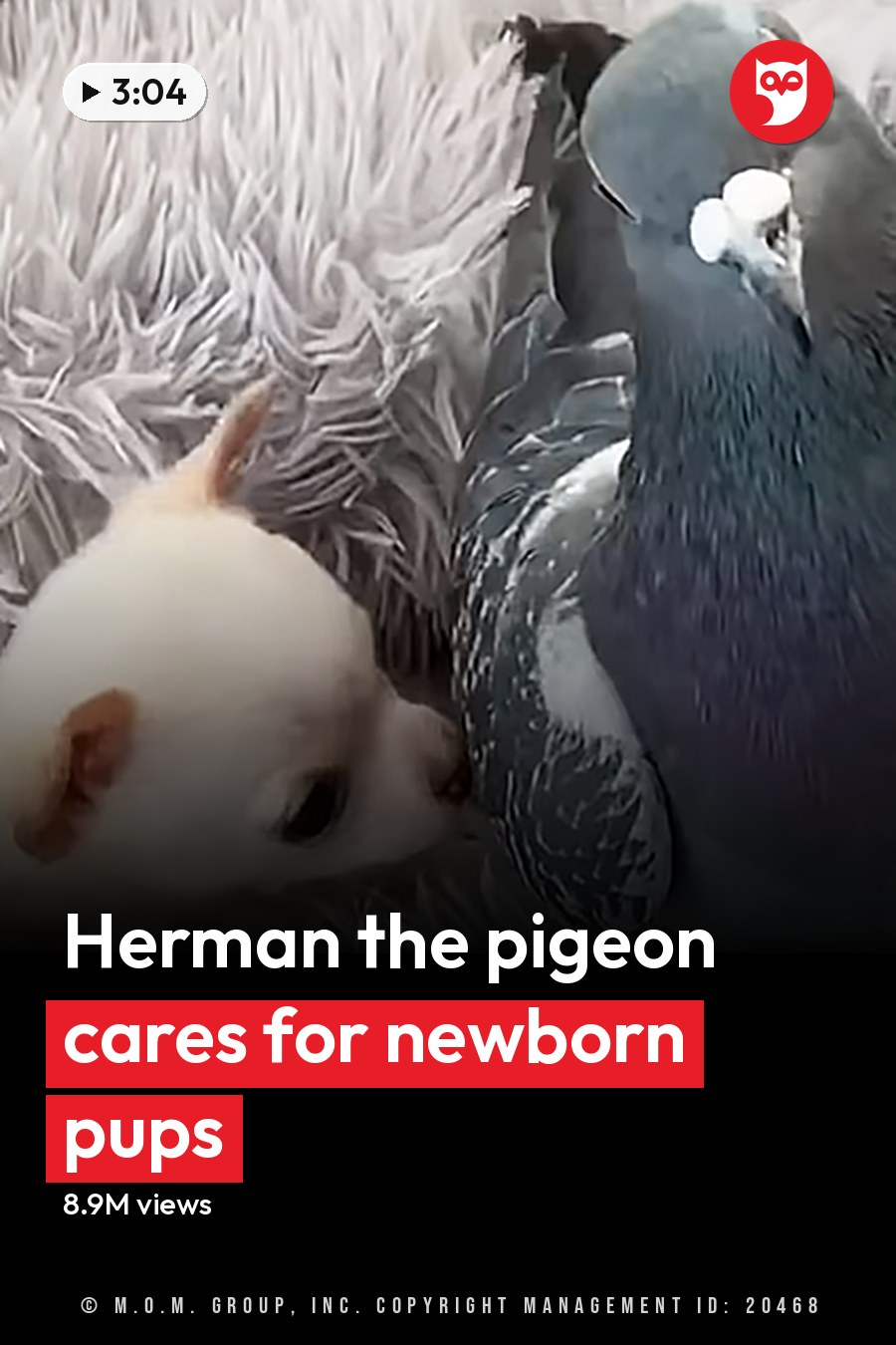A pigeon and a chihuahua puppy interacting on a fluffy gray blanket indoors under natural light. The headline runs in white letters across the lower third.