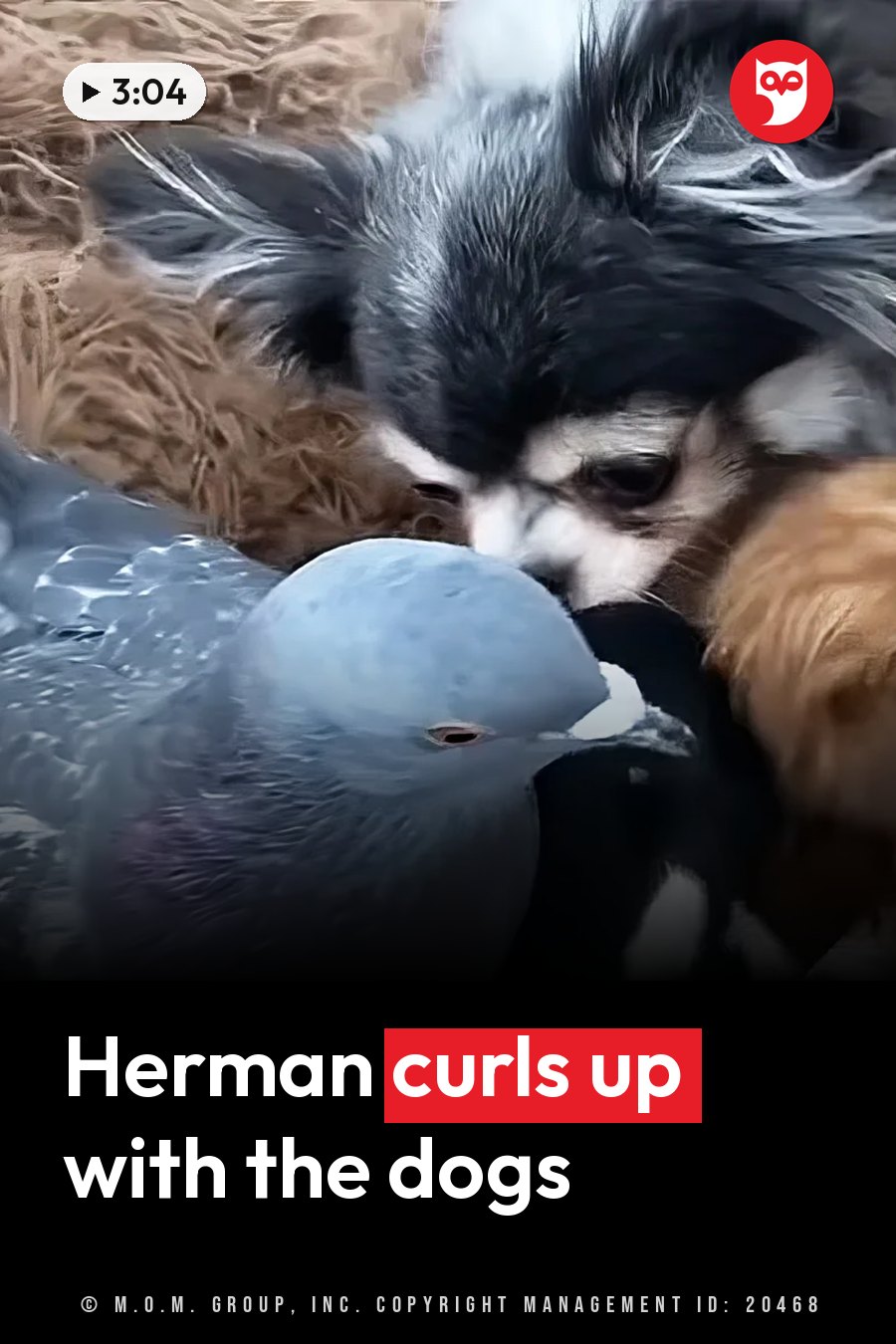 A small dog with black and white fur nuzzles a gray pigeon resting on a brown textured surface. A headline runs in white letters across the lower third.