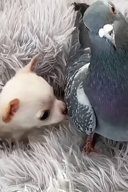 A pigeon and a chihuahua puppy interacting on a fluffy gray blanket indoors under natural light.