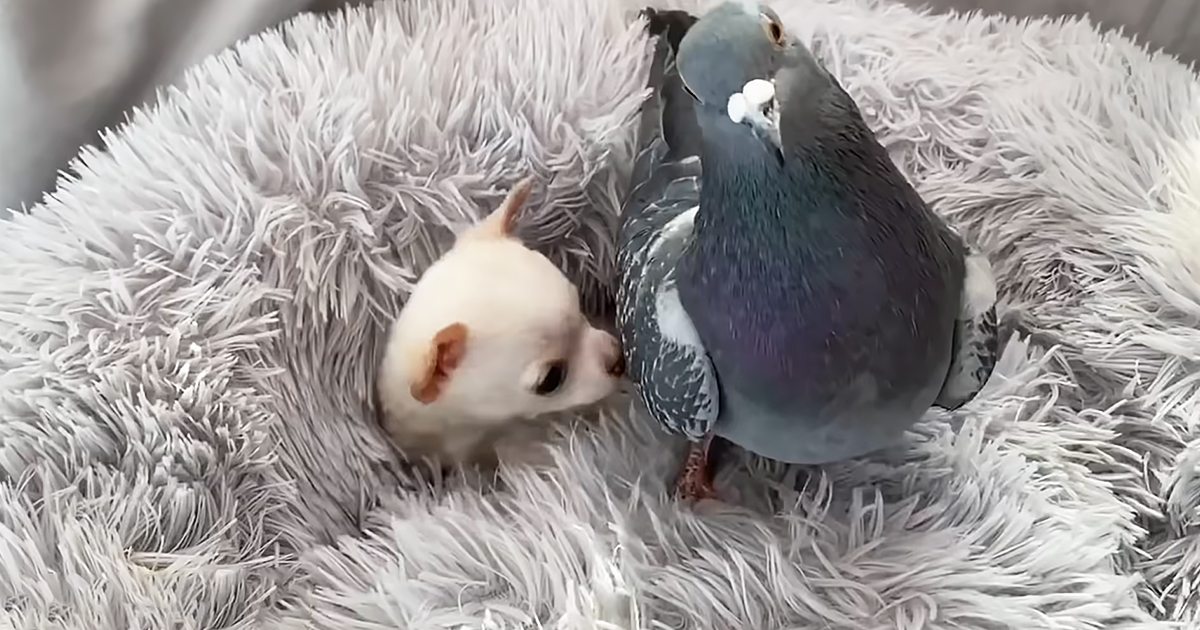 A pigeon and a chihuahua puppy interacting on a fluffy gray blanket indoors under natural light.