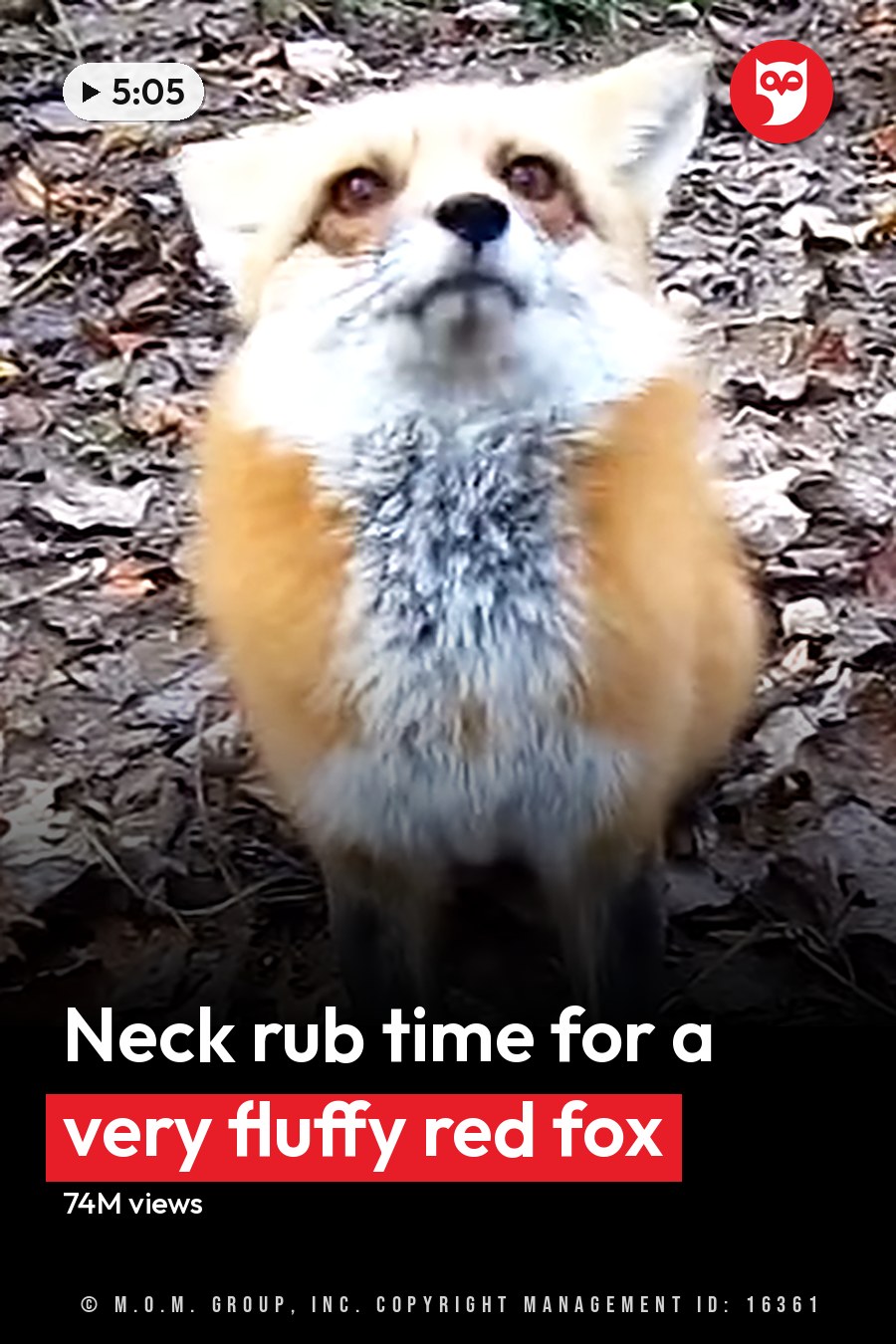 A wild fox in a wooded outdoor setting with fallen leaves, suggesting autumn. The headline runs in white letters across the lower third.