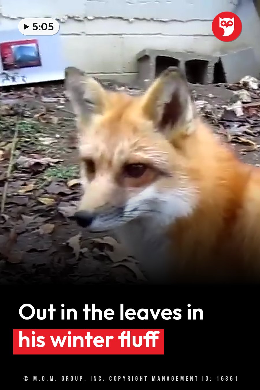 A red fox with white fur around his muzzle stands among fallen leaves near a concrete wall. A headline runs in white letters across the lower third.