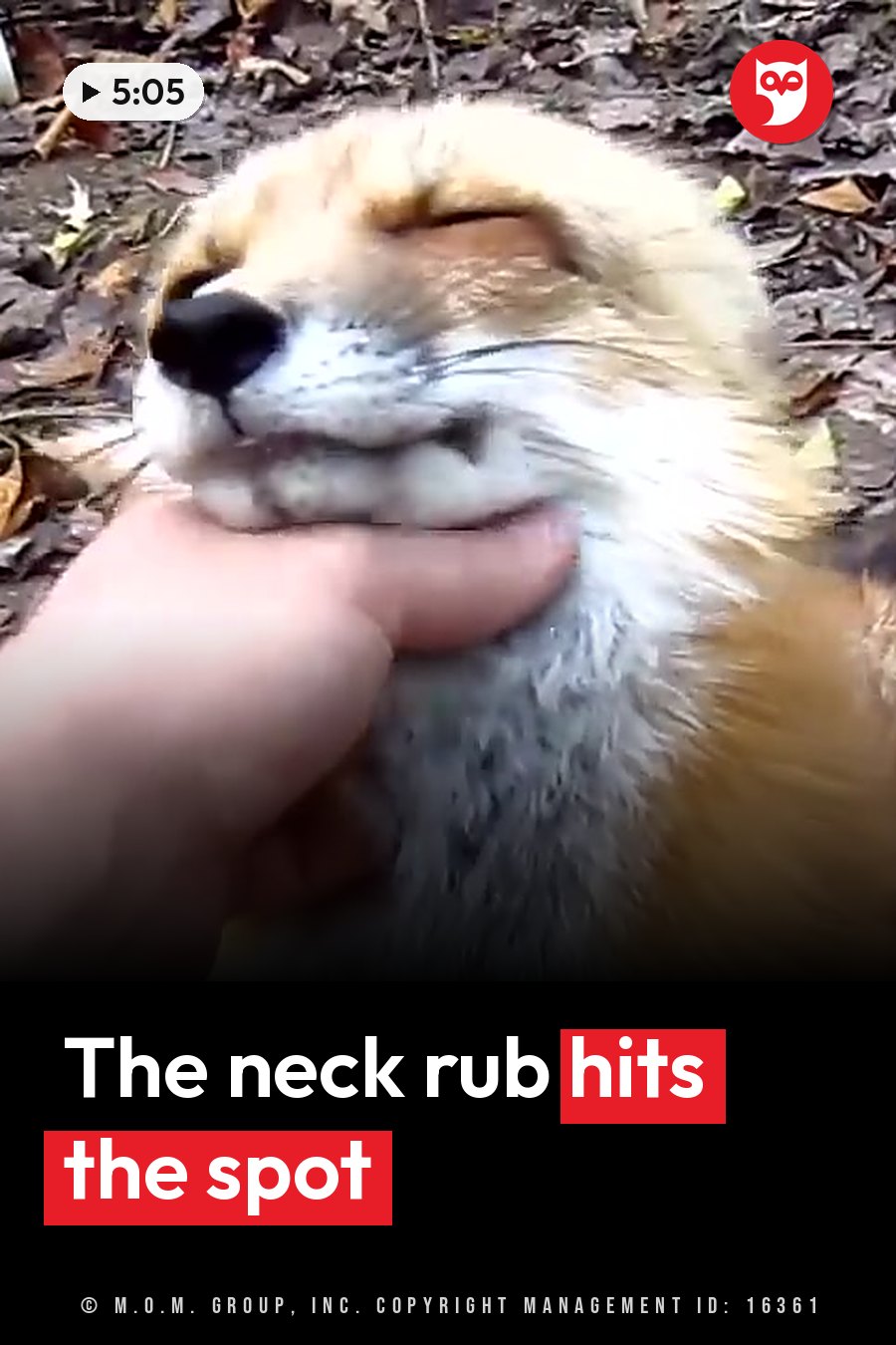 A hand gently holds a fox's chin while the fox closes his eyes. A headline runs in white letters across the lower third.