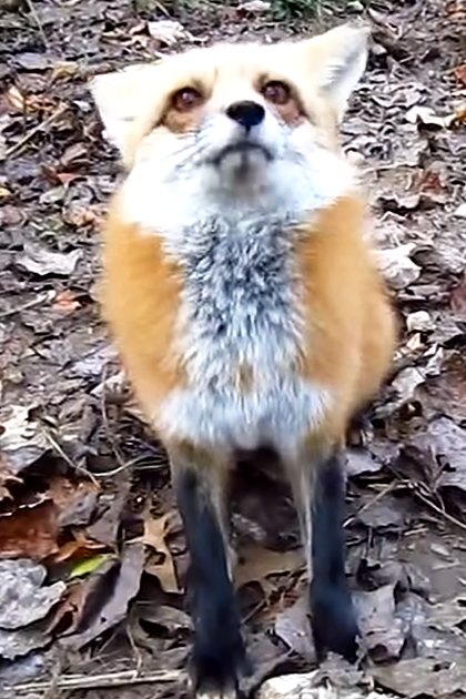 A wild fox in a wooded outdoor setting with fallen leaves, suggesting autumn.