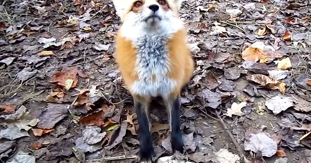 A wild fox in a wooded outdoor setting with fallen leaves, suggesting autumn.