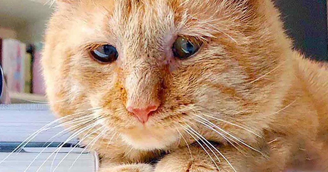 A fluffy ginger adult cat indoors with natural light, partial view of a blue object behind