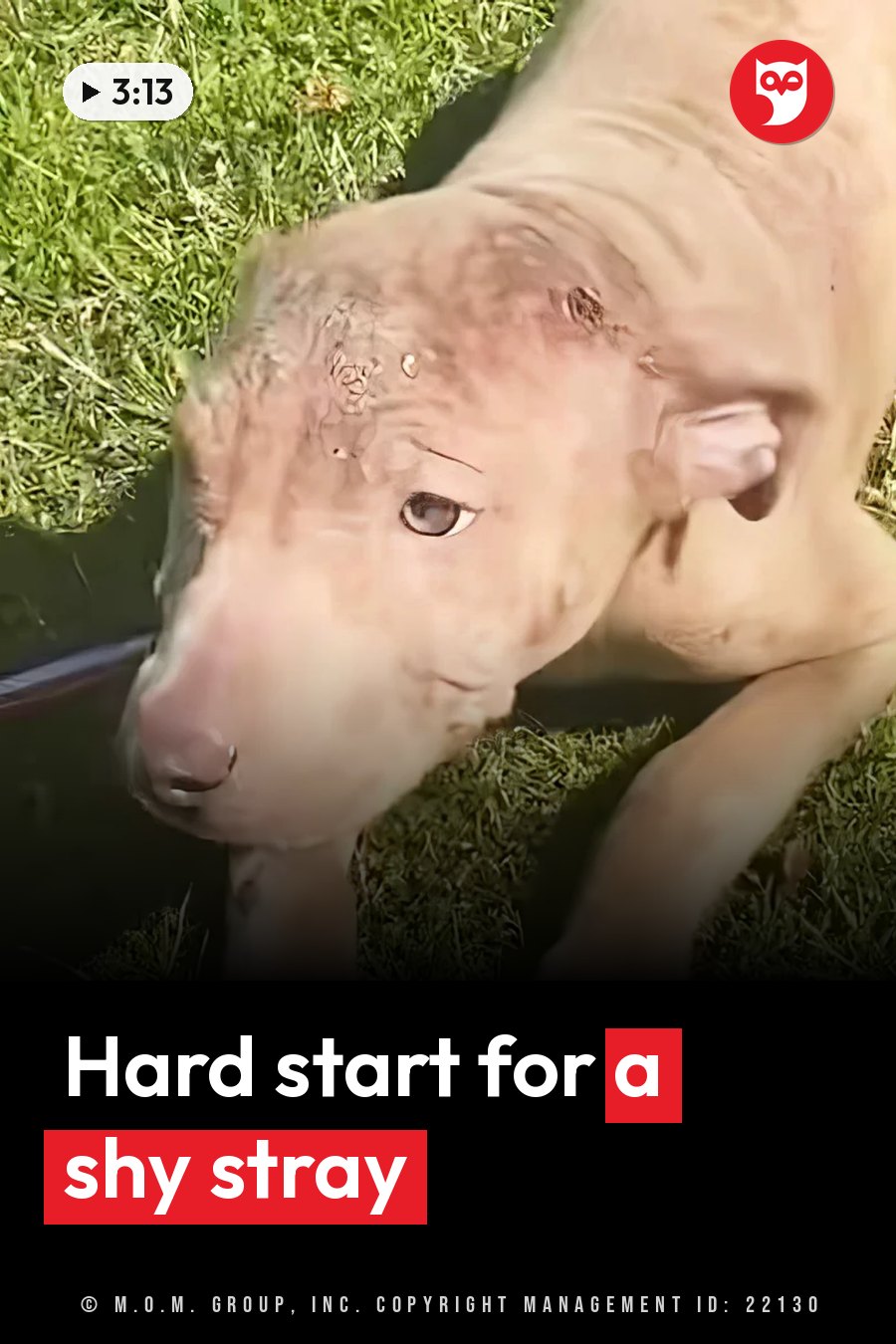 A light-colored puppy with scabs on her head lies on green grass, looking toward the camera. A headline runs in white letters across the lower third.