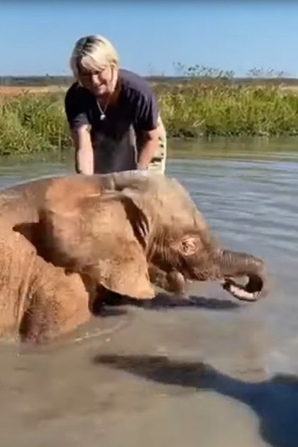 A juvenile elephant with brownish-gray coat stands in a water body, surrounded by grassy patches under a bright daytime sky. The setting suggests spring or summer.