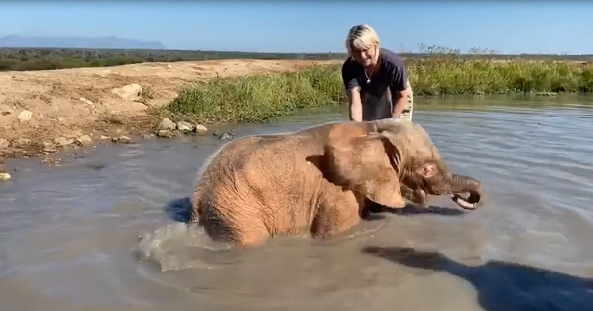 A juvenile elephant with brownish-gray coat stands in a water body, surrounded by grassy patches under a bright daytime sky. The setting suggests spring or summer.