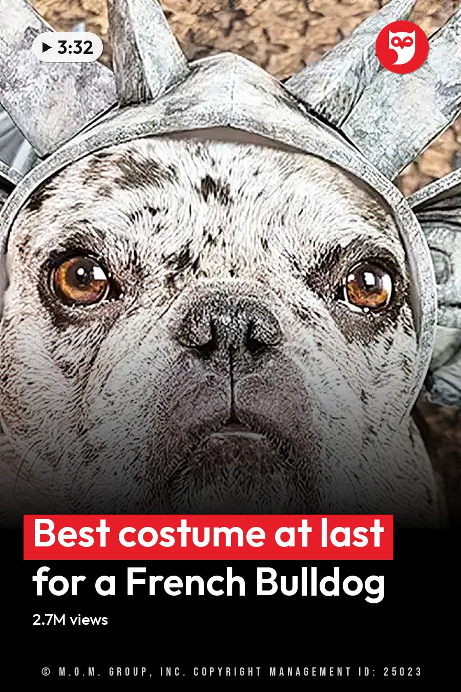 A French Bulldog with a bat-wing costume indoors, daytime natural light. The headline runs in white letters across the lower third.