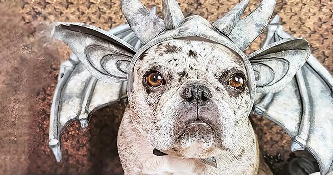 A French Bulldog with a bat-wing costume indoors, daytime natural light
