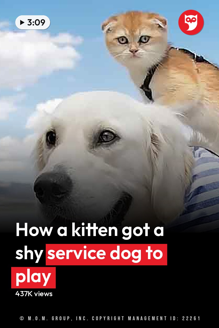 A golden retriever carries a Scottish Fold kitten on its back near a body of water under a clear blue sky with some clouds, indicating summer. The headline runs in white letters across the lower third.