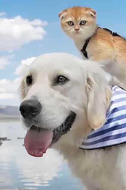 A golden retriever carries a Scottish Fold kitten on its back near a body of water under a clear blue sky with some clouds, indicating summer.