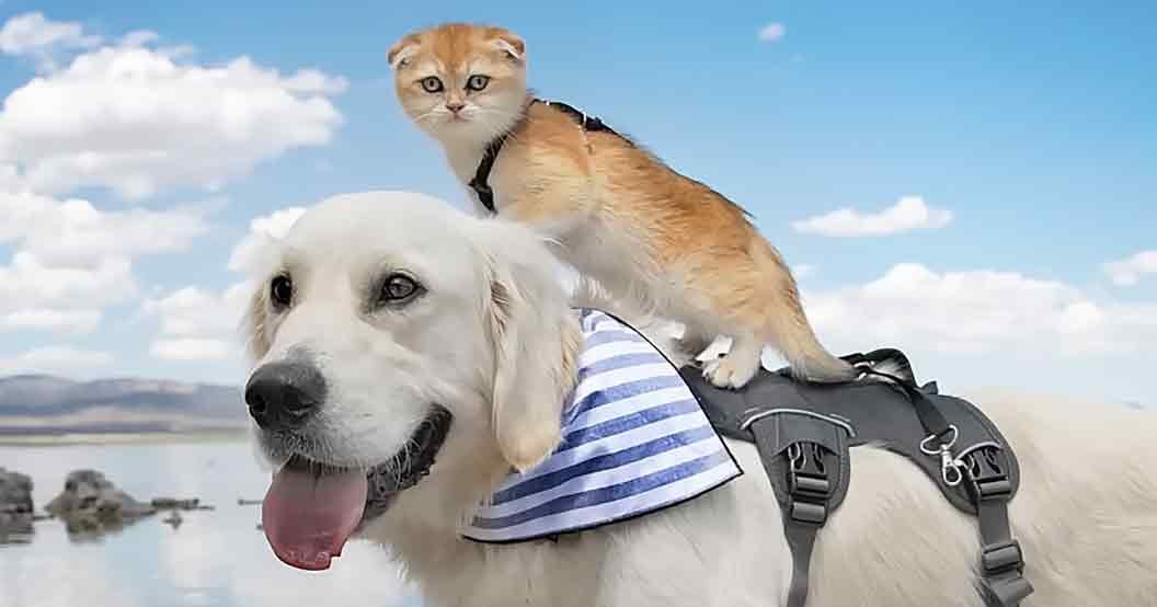 A golden retriever carries a Scottish Fold kitten on its back near a body of water under a clear blue sky with some clouds, indicating summer.