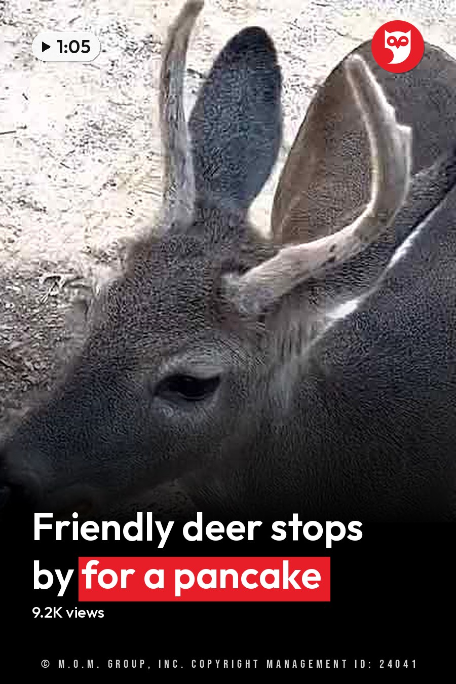 A deer with large ears, a dark nose, and light fur on its face and legs stands in an outdoor setting with a mix of dirt and gravel underfoot. The headline runs in white letters across the lower third.