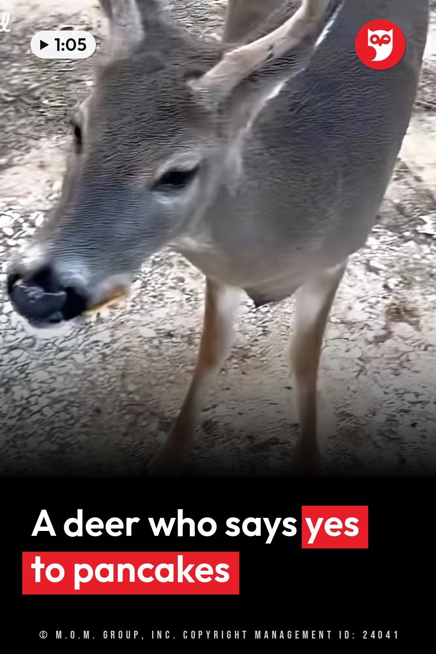 A deer stands on gravel ground with his head slightly tilted and his ears up, looking toward the camera. A headline runs in white letters across the lower third.