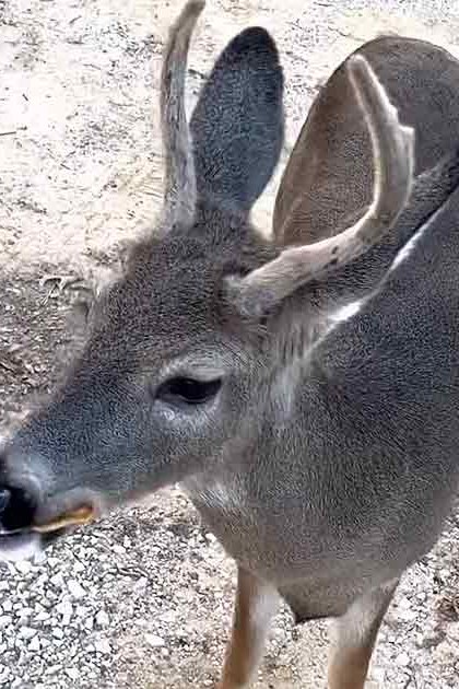 A deer with large ears, a dark nose, and light fur on its face and legs stands in an outdoor setting with a mix of dirt and gravel underfoot.