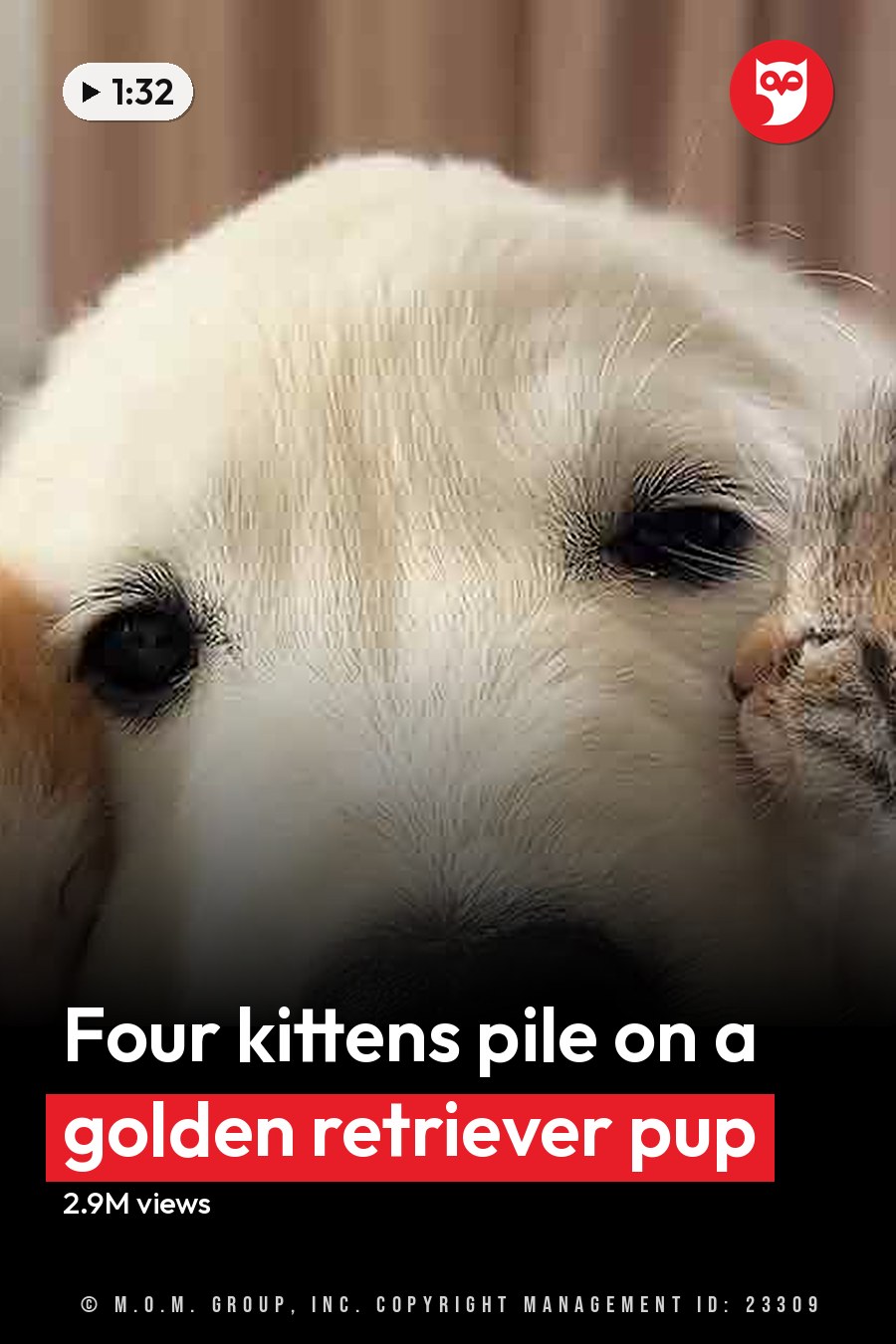 A white puppy, likely a Golden Retriever, resting with two kittens on an indoor cushioned surface under soft natural light. The headline runs in white letters across the lower third.