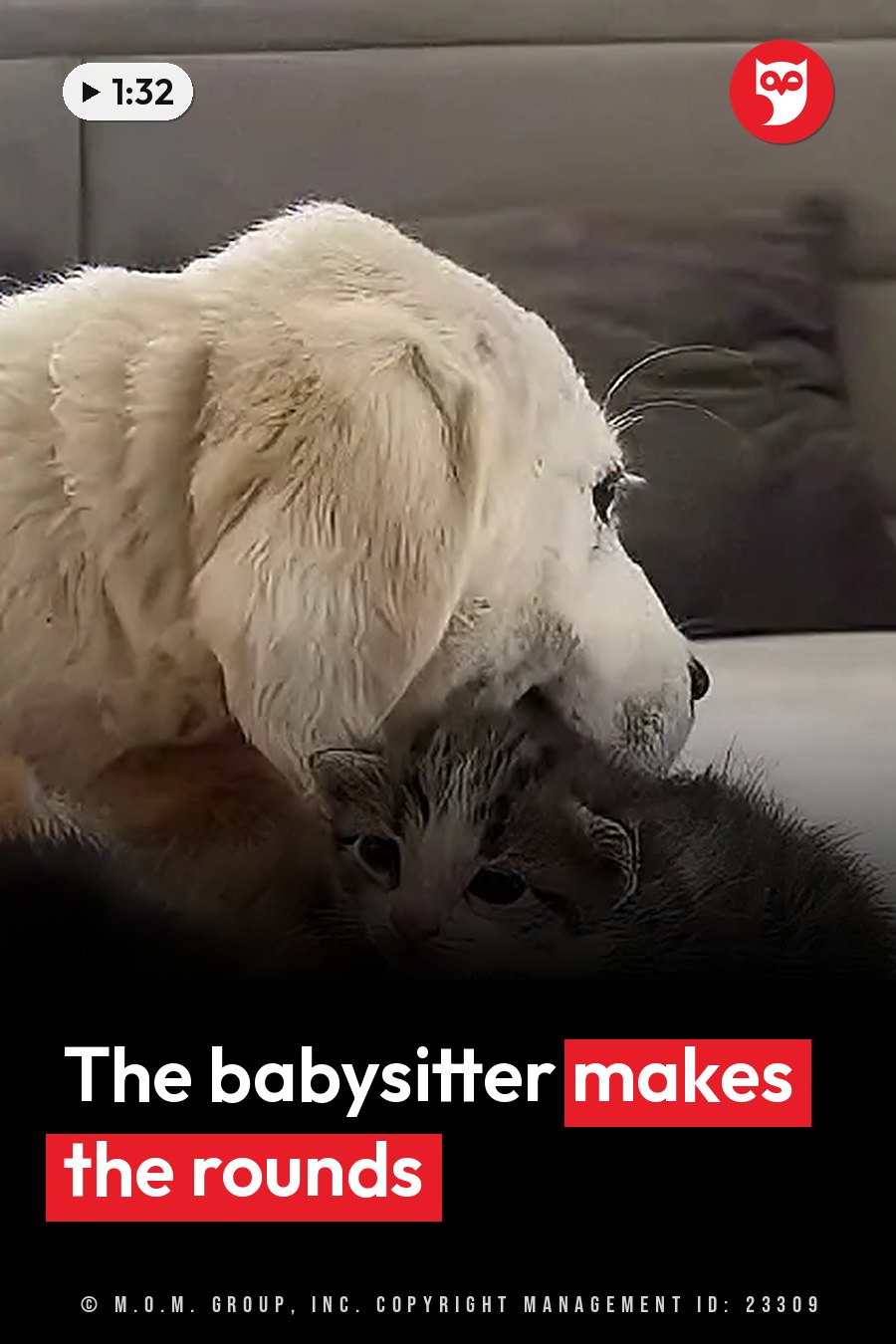 A large cream-colored puppy leans over a small gray tabby kitten who is lying on one side. A headline runs in white letters across the lower third.