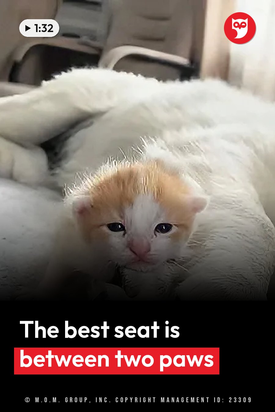 A small orange-and-white kitten sits on a white fluffy surface and looks forward with dark eyes. A headline runs in white letters across the lower third.