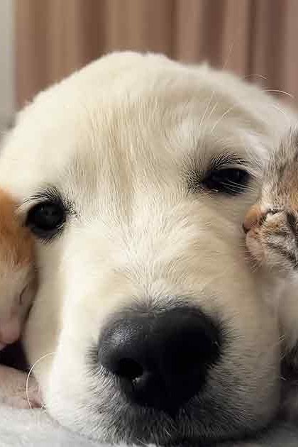 A white puppy, likely a Golden Retriever, resting with two kittens on an indoor cushioned surface under soft natural light.