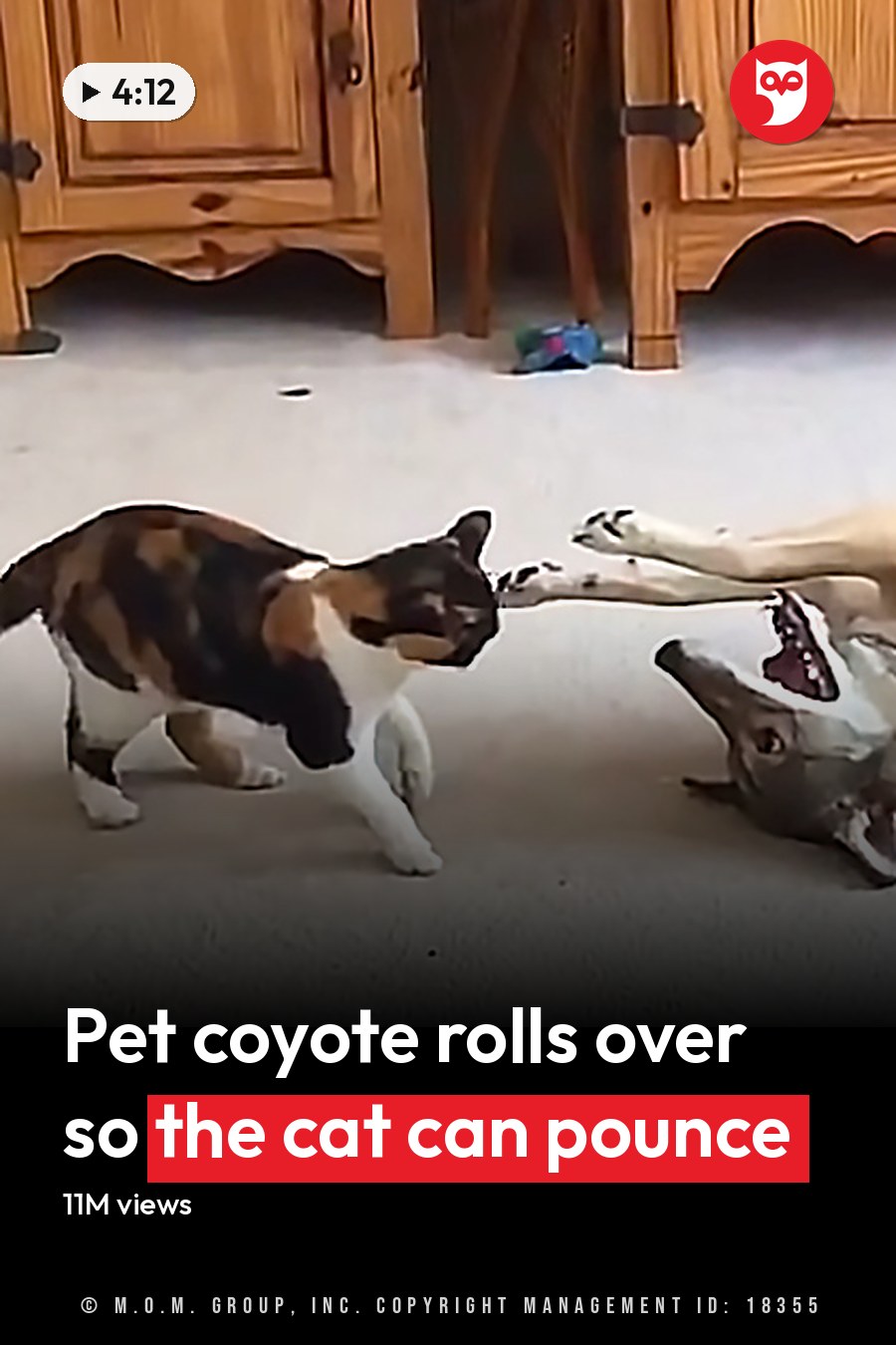 A calico domestic shorthair cat interacts with a mixed breed adult dog lying on its back in an indoor living room setting. The headline runs in white letters across the lower third.