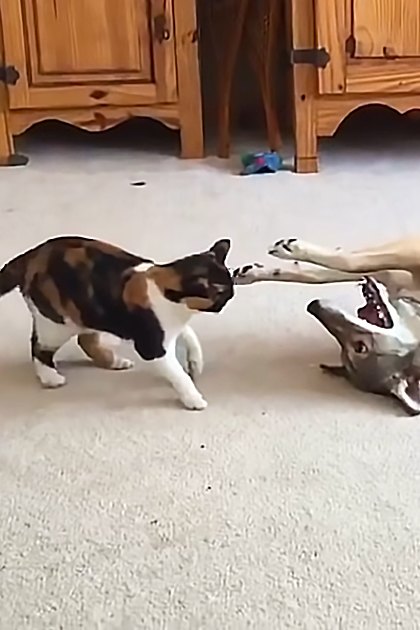 A calico domestic shorthair cat interacts with a mixed breed adult dog lying on its back in an indoor living room setting.