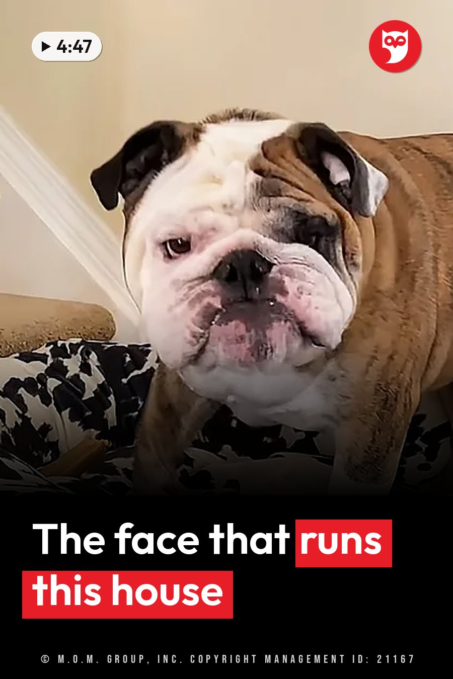 A brown and white bulldog with a wrinkled face stands on a patterned cushion and looks straight ahead. A headline runs in white letters across the lower third.