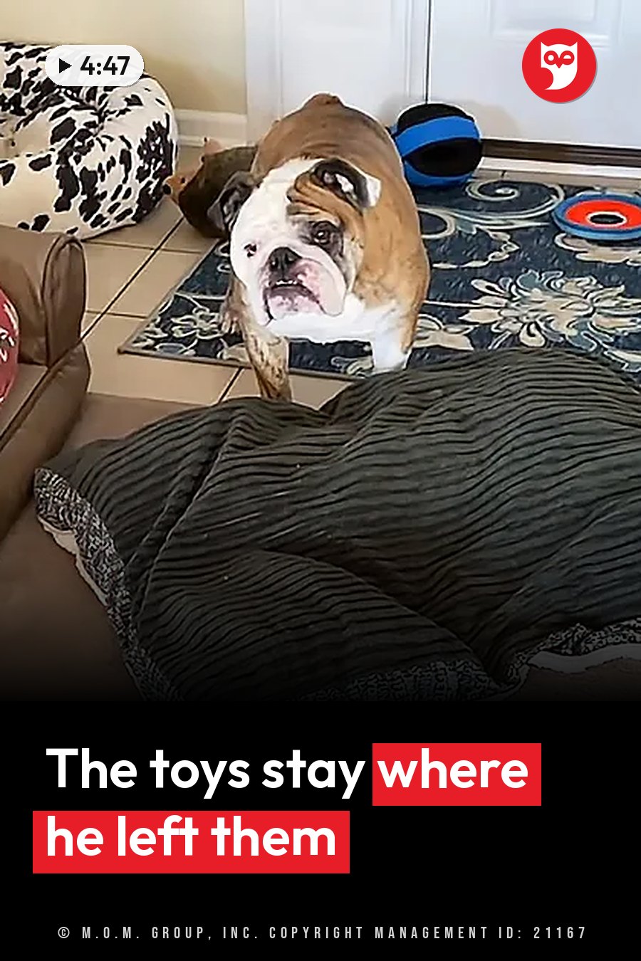 A bulldog stands on a patterned rug in a room with tiled floors, with dog beds and toys around him. A headline runs in white letters across the lower third.