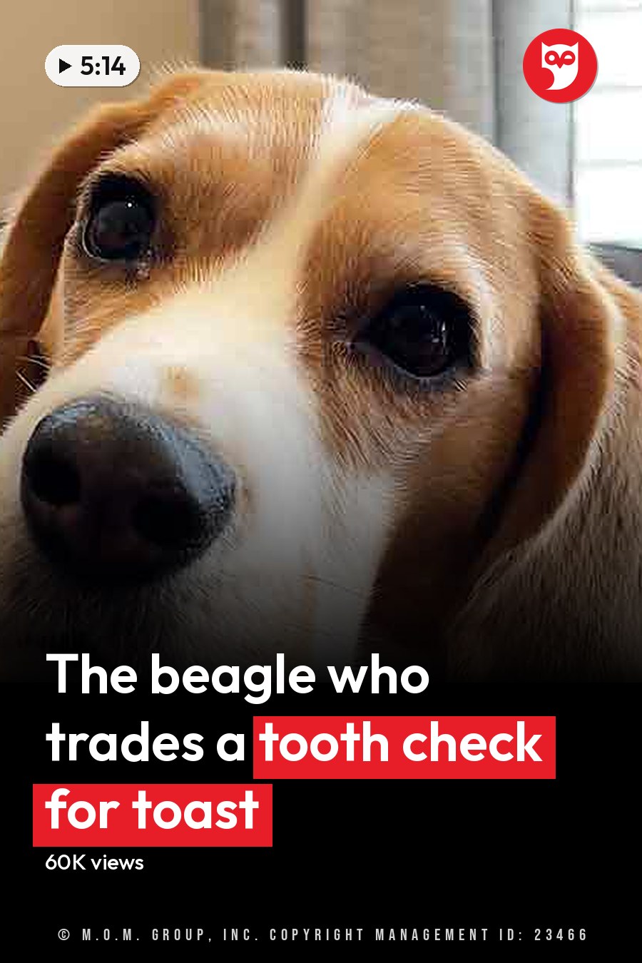 A beagle with light brown fur and white markings sits indoors in a living room, surrounded by furniture like a gray couch and wooden floor lamp. The scene is bright, suggesting daytime. The headline runs in white letters across the lower third.