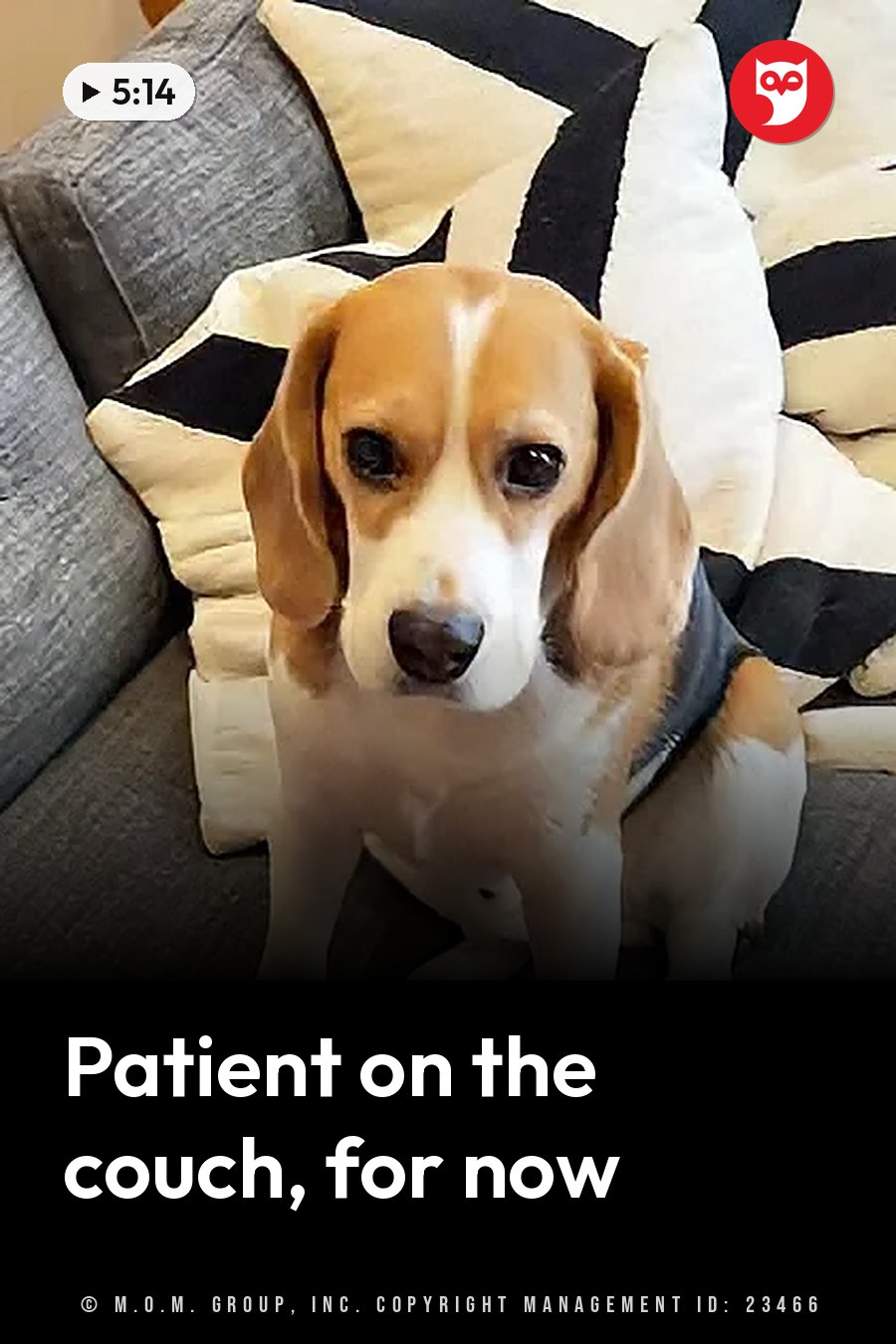 A beagle sits on a couch with patterned cushions, looking ahead with large dark eyes. A headline runs in white letters across the lower third.