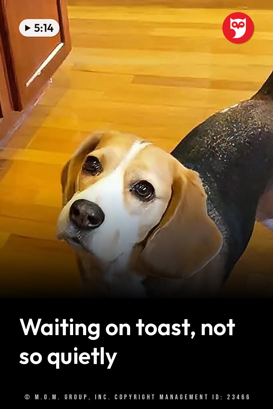 A brown and white beagle looks up at the camera from a wooden floor near a cabinet. A headline runs in white letters across the lower third.