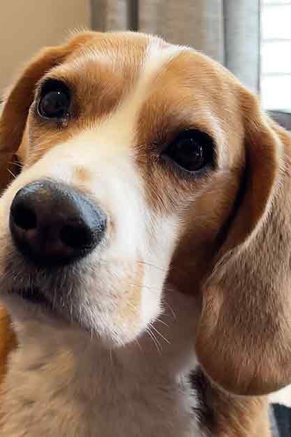 A beagle with light brown fur and white markings sits indoors in a living room, surrounded by furniture like a gray couch and wooden floor lamp. The scene is bright, suggesting daytime.