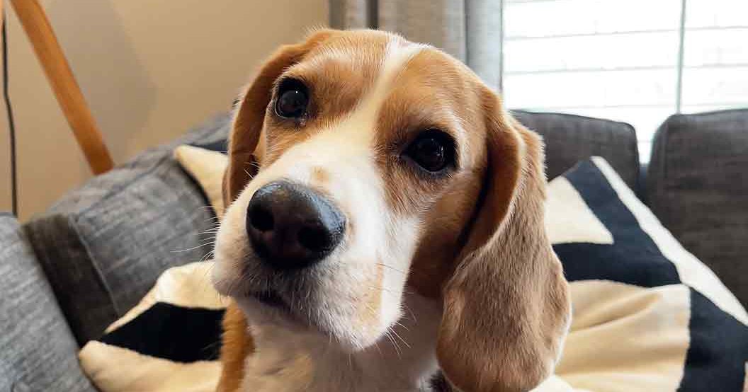 A beagle with light brown fur and white markings sits indoors in a living room, surrounded by furniture like a gray couch and wooden floor lamp. The scene is bright, suggesting daytime.