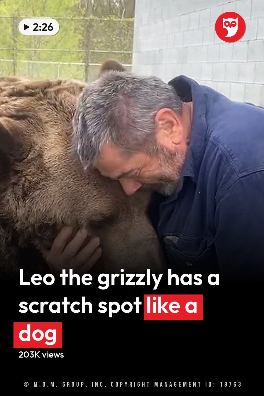 An older adult male in casual wear interacts with a dark brown grizzly bear in an outdoor zoo or wildlife sanctuary enclosure, surrounded by greenery and concrete blocks. The scene is set during spring or summer with ample daylight. The headline runs in white letters across the lower third.