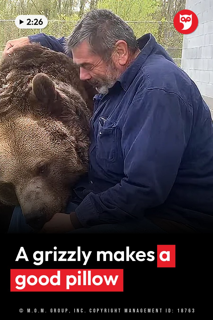 A man in a blue shirt sits beside a large brown bear and rests his head on the bear's back. A headline runs in white letters across the lower third.