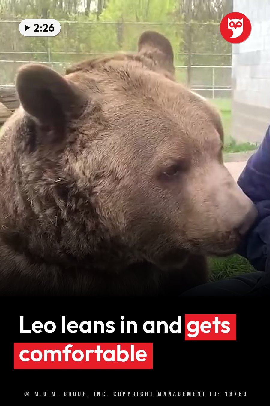 A brown bear rests its head near a person's arm as both sit on grass beside a fence, with trees behind them. A headline runs in white letters across the lower third.