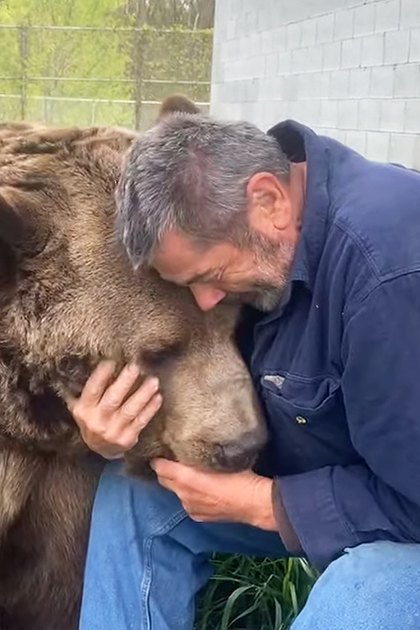 An older adult male in casual wear interacts with a dark brown grizzly bear in an outdoor zoo or wildlife sanctuary enclosure, surrounded by greenery and concrete blocks. The scene is set during spring or summer with ample daylight.