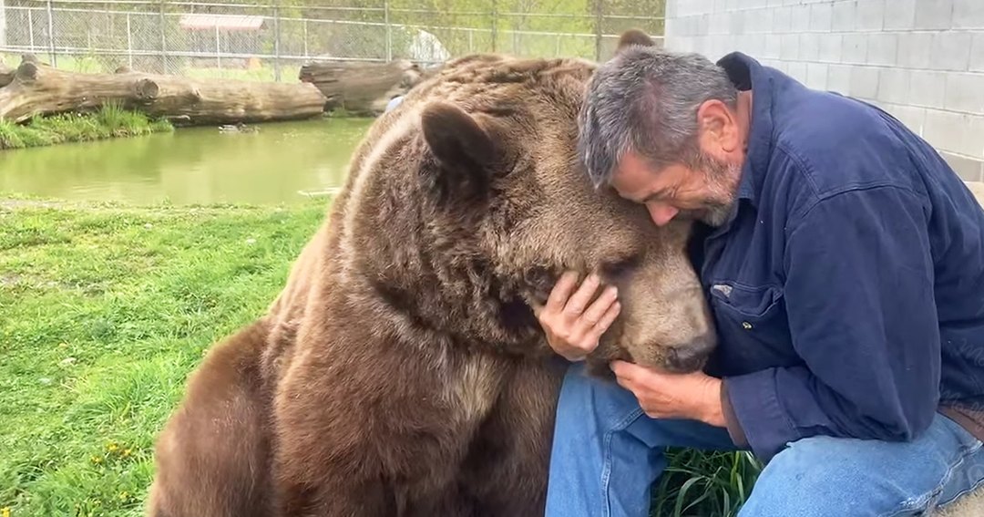 An older adult male in casual wear interacts with a dark brown grizzly bear in an outdoor zoo or wildlife sanctuary enclosure, surrounded by greenery and concrete blocks. The scene is set during spring or summer with ample daylight.