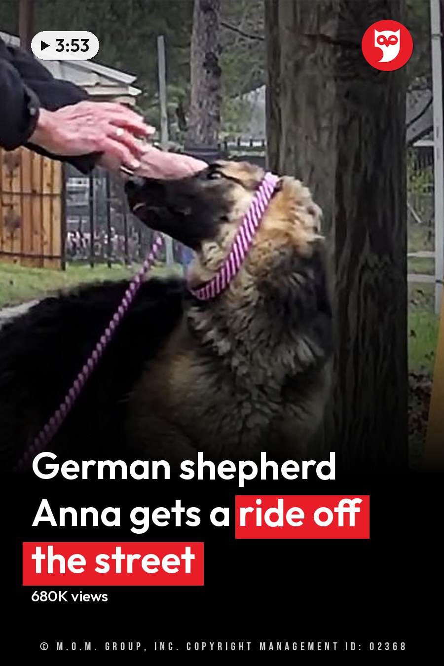 A German Shepherd dog, an adult male in blue jeans and a black jacket, walks on a sidewalk with greenery and wooden fence in the background during spring or summer under natural daylight. The headline runs in white letters across the lower third.