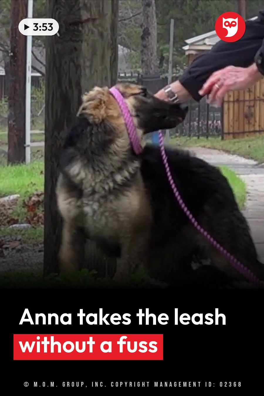 A person pets a German Shepherd dog wearing a pink leash near a tree outdoors. A headline runs in white letters across the lower third.