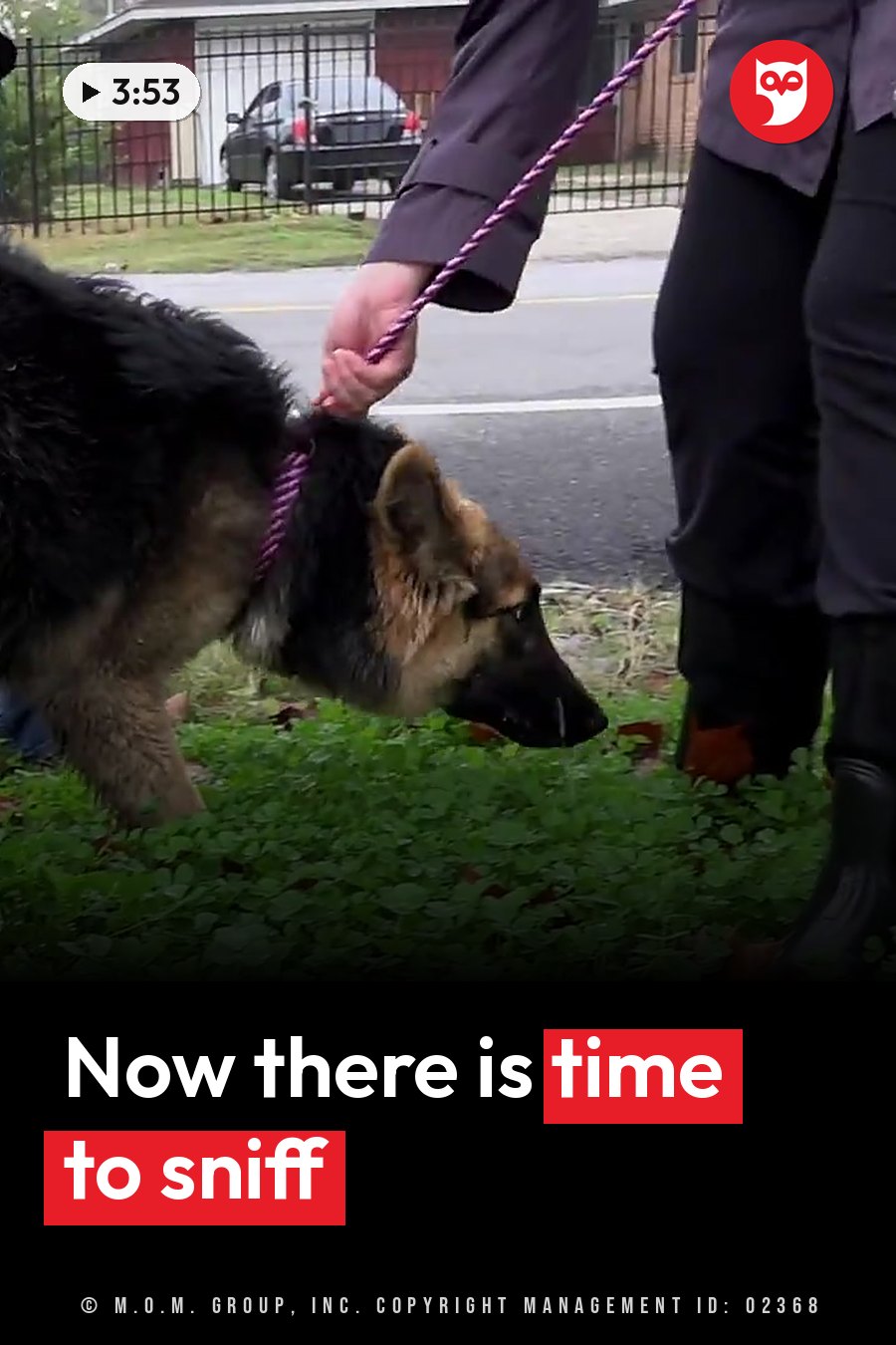 A person holds a leash attached to a German Shepherd dog sniffing grass near pavement. A headline runs in white letters across the lower third.