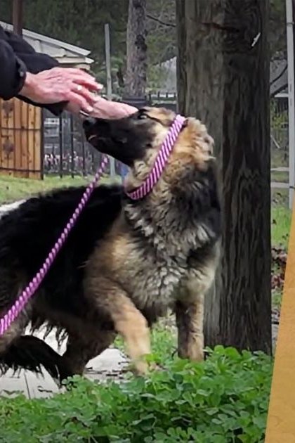A German Shepherd dog, an adult male in blue jeans and a black jacket, walks on a sidewalk with greenery and wooden fence in the background during spring or summer under natural daylight.