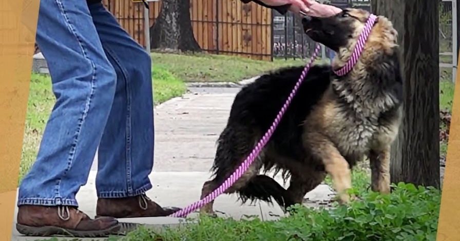 A German Shepherd dog, an adult male in blue jeans and a black jacket, walks on a sidewalk with greenery and wooden fence in the background during spring or summer under natural daylight.