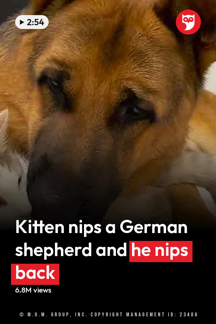German Shepherd dog and tabby kitten interacting indoors with a green ball toy, tiled flooring in the background. The headline runs in white letters across the lower third.