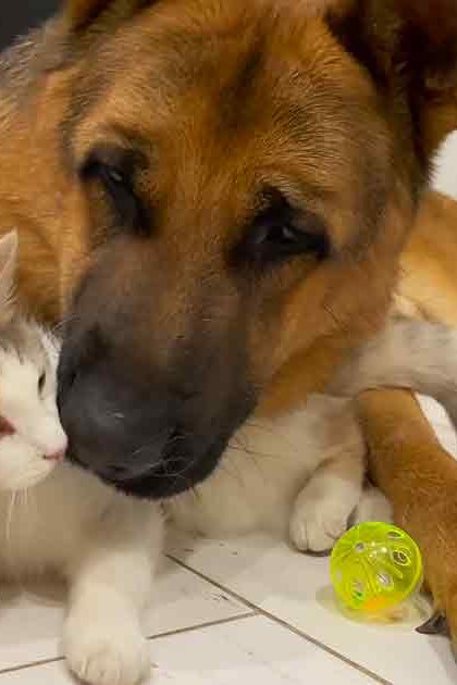 German Shepherd dog and tabby kitten interacting indoors with a green ball toy, tiled flooring in the background.