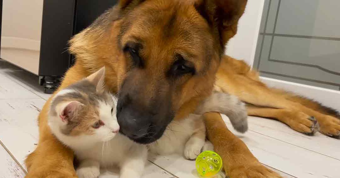 German Shepherd dog and tabby kitten interacting indoors with a green ball toy, tiled flooring in the background.