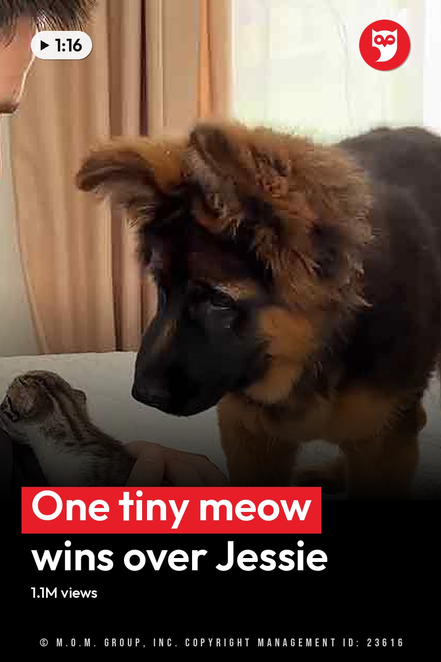 An adult male interacts with animals, including a German Shepherd puppy and a small kitten, indoors with light-colored furniture and neutral curtains. The headline runs in white letters across the lower third.