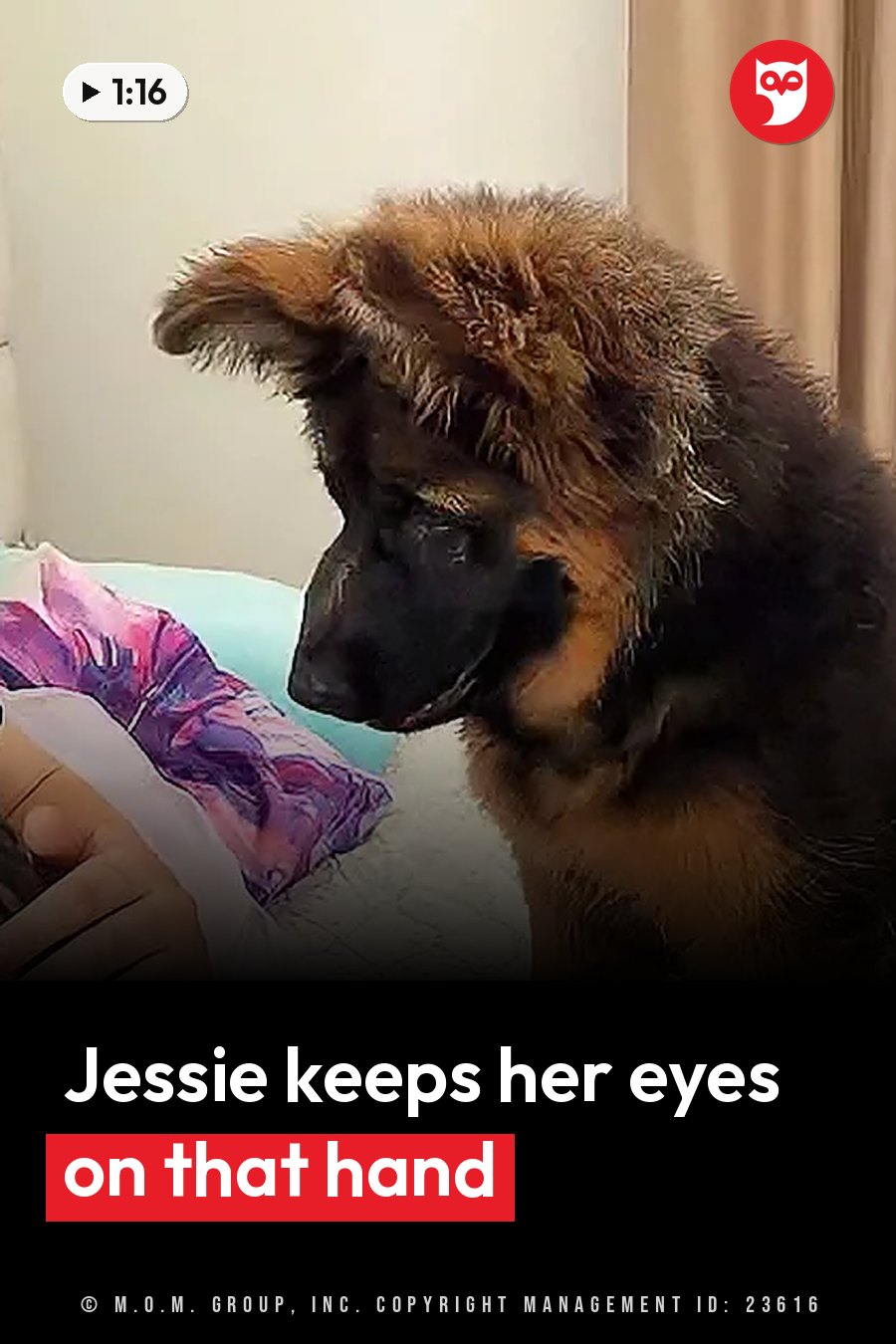 A young German shepherd puppy sits on a bed and looks down at a person's hand beside a colorful pillow. A headline runs in white letters across the lower third.